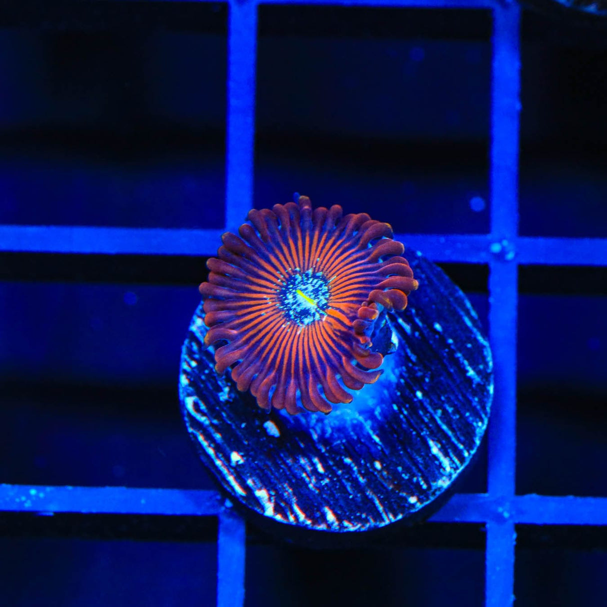 TSA Wizard Zoanthids Coral