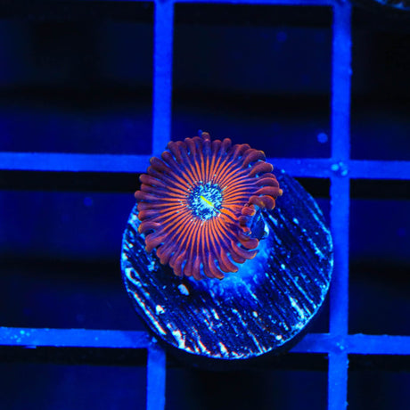TSA Wizard Zoanthids Coral