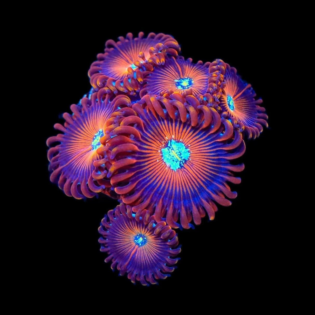 TSA Wizards Zoanthids Coral