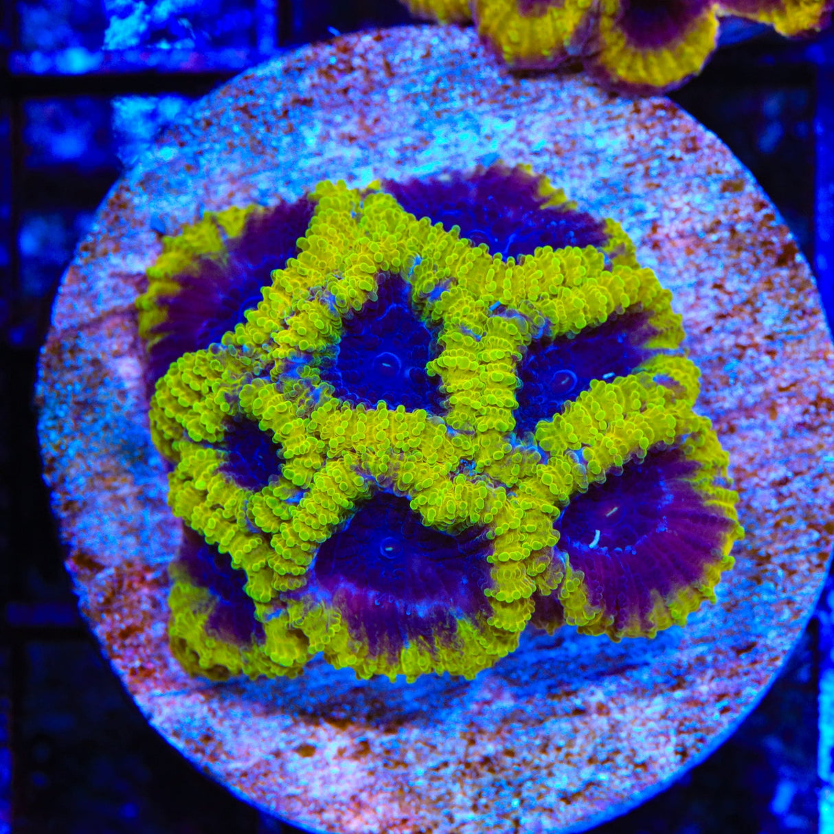 TSA Wolverine Favia Colony Coral