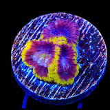 TSA Wolverine Favia Coral