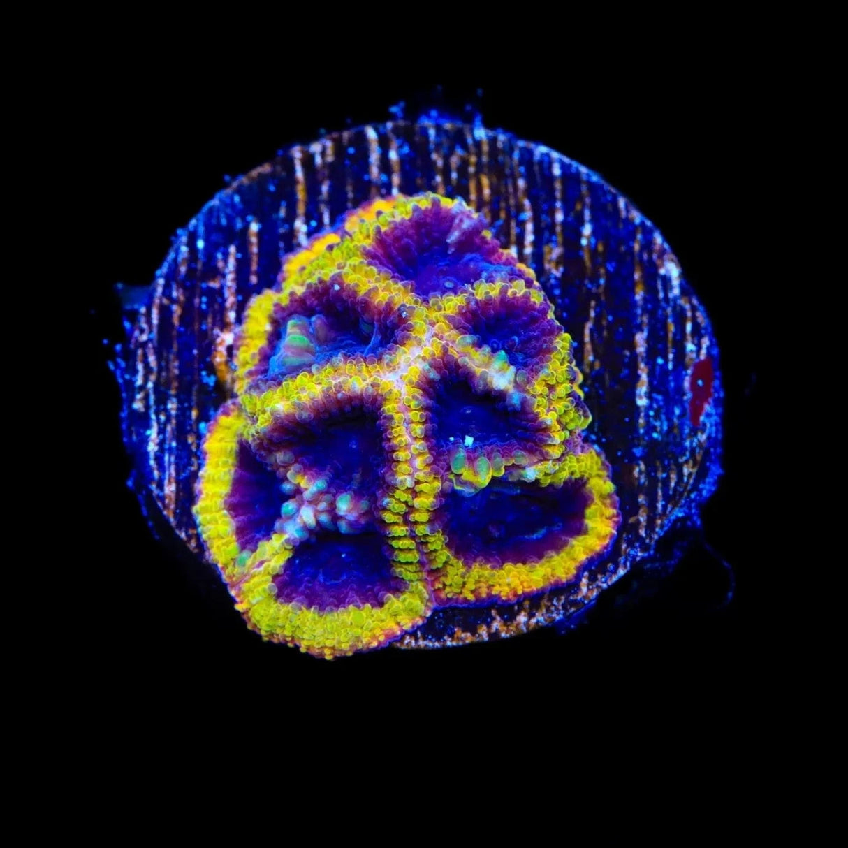 TSA Wolverine Favia Coral