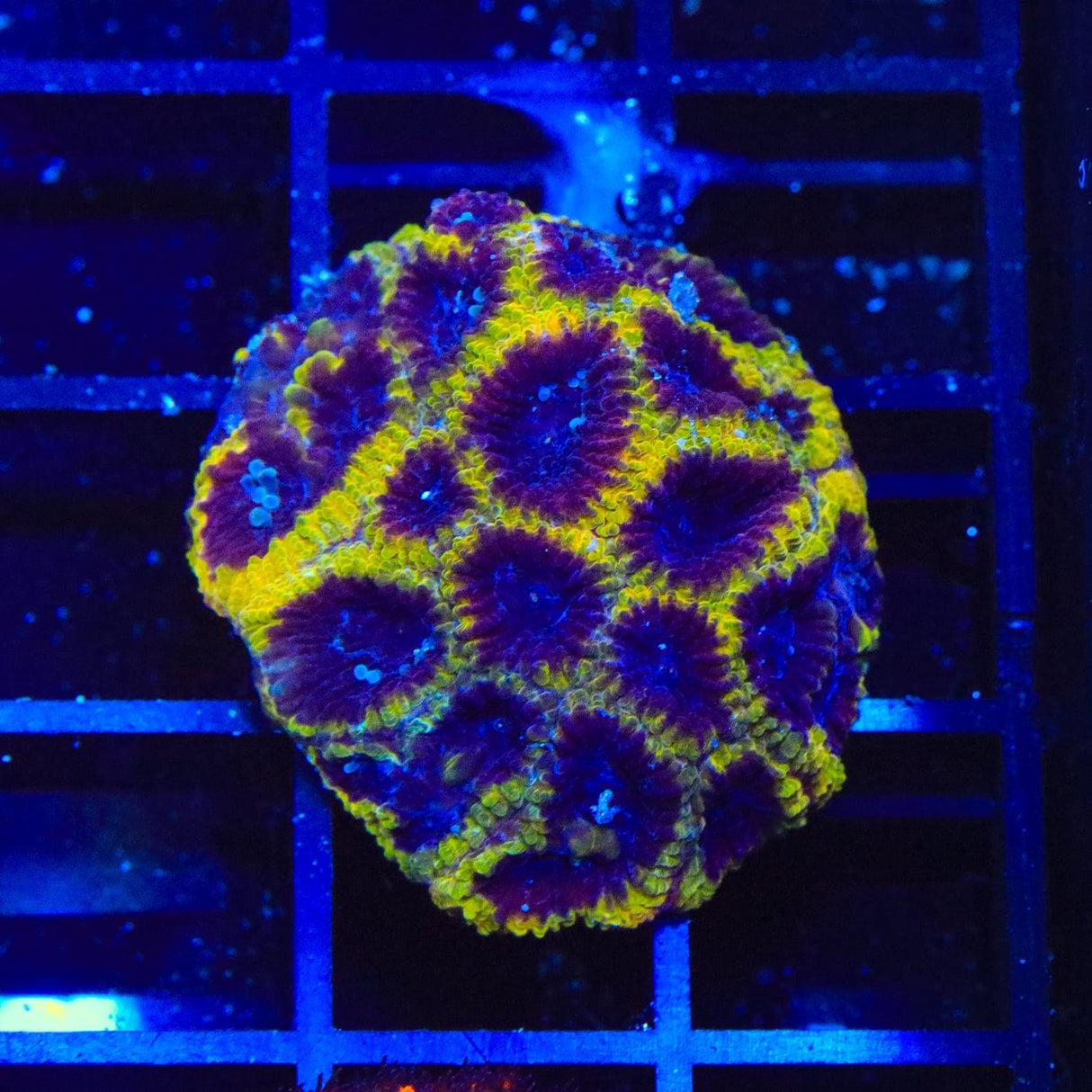 TSA Wolverine Favia Coral