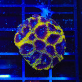 TSA Wolverine Favia Coral