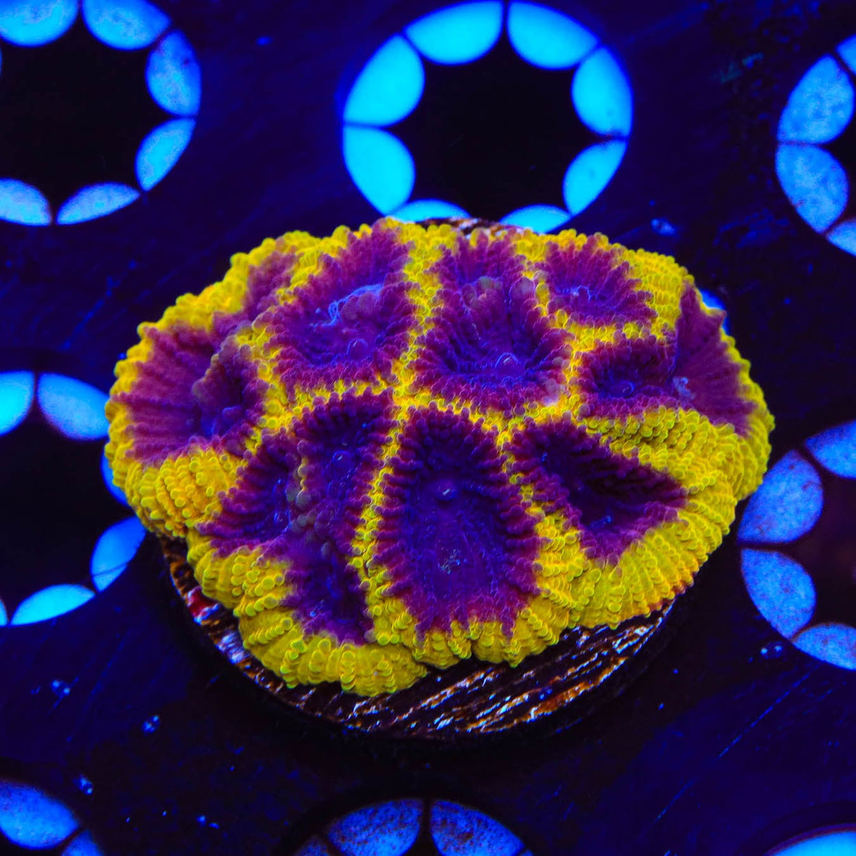 TSA Wolverine Favia Coral