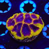 TSA Wolverine Favia Coral