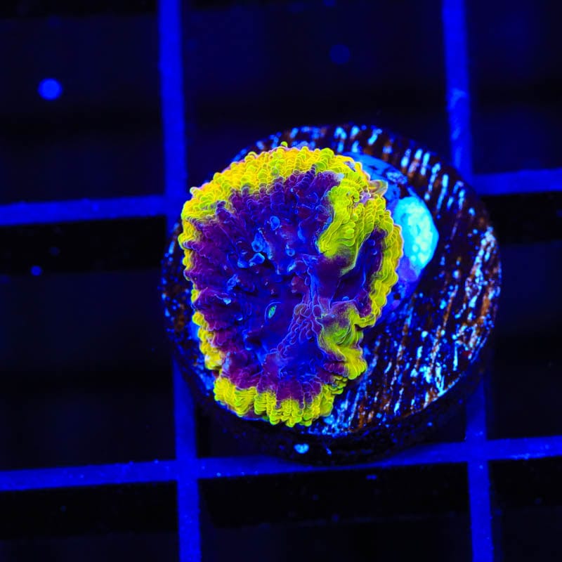 TSA Wolverine Favia Coral
