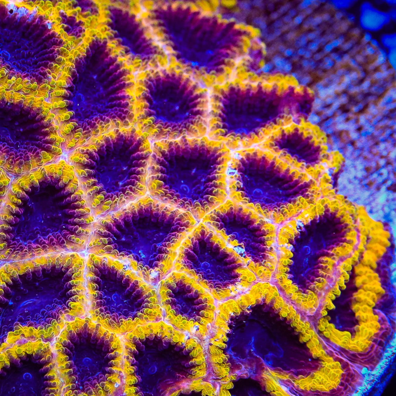 TSA Wolverine Favia Coral – Top Shelf Aquatics