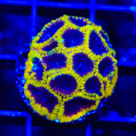TSA Wolverine Favia Coral