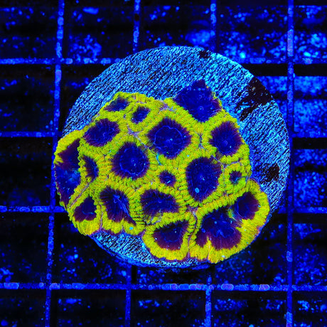 TSA Wolverine Favia XL Frag Coral