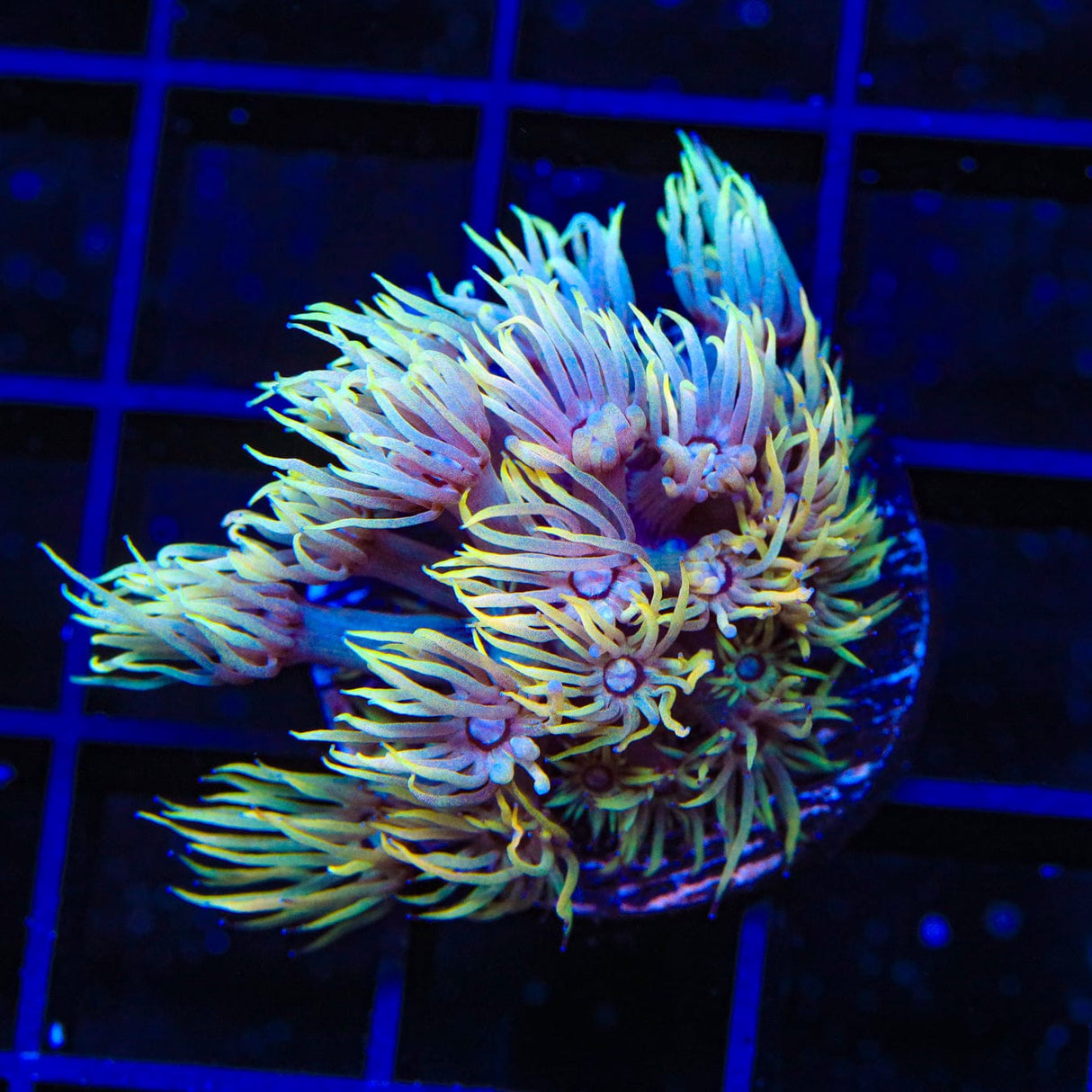 TSA Wonderland Goniopora Coral