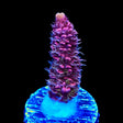 TSA Woolly Mammoth Acropora Coral