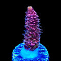TSA Woolly Mammoth Acropora Coral