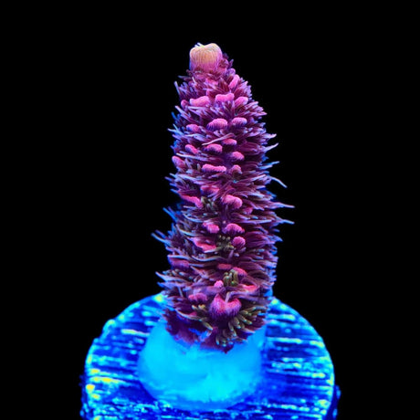 TSA Woolly Mammoth Acropora Coral