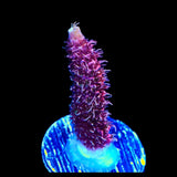 TSA Woolly Mammoth Acropora Coral