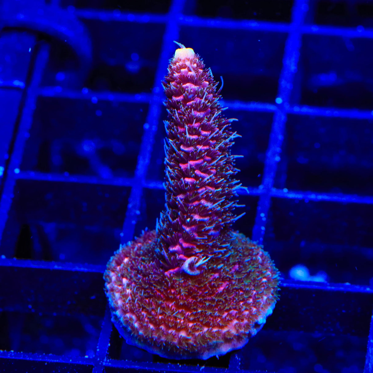 TSA Woolly Mammoth Acropora Coral