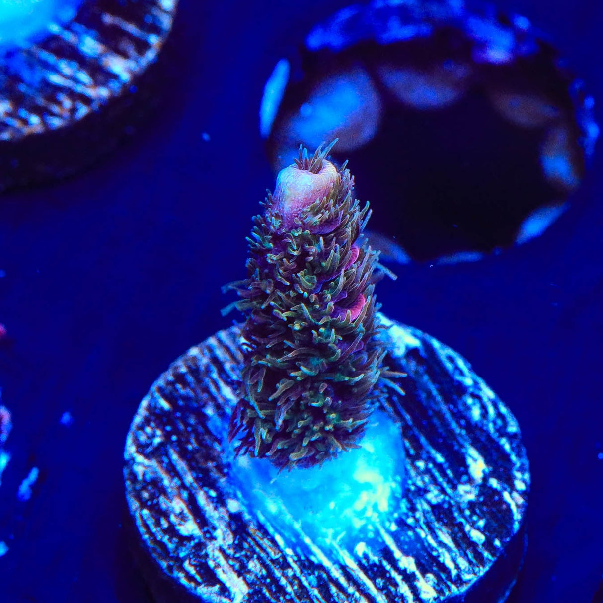 TSA Woolly Mammoth Acropora Coral