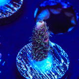 TSA Woolly Mammoth Acropora Coral