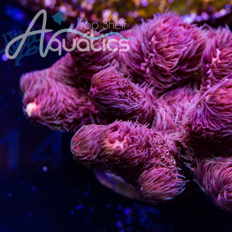 ローカル　マンモス2 コオイムシ TSA Woolly Mammoth Acropora Coral – Top Shelf Aquatics