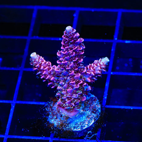 TSA Woolly Mammoth Acropora Coral