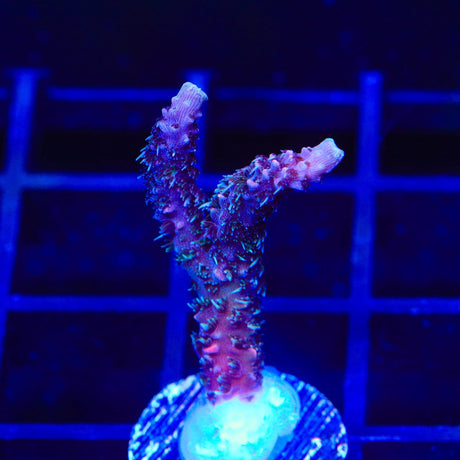 TSA Woolly Mammoth Acropora Coral