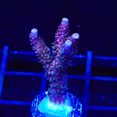 TSA Woolly Mammoth Acropora Coral