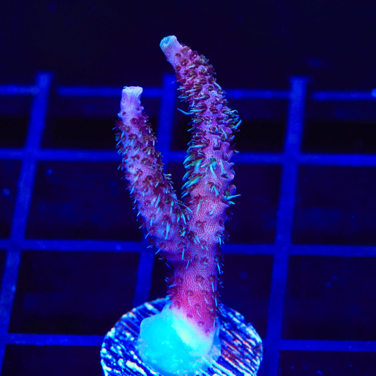 TSA Woolly Mammoth Acropora Coral