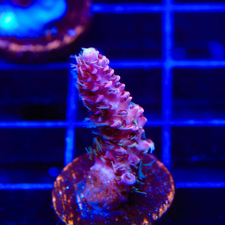 TSA Woolly Mammoth Acropora Coral