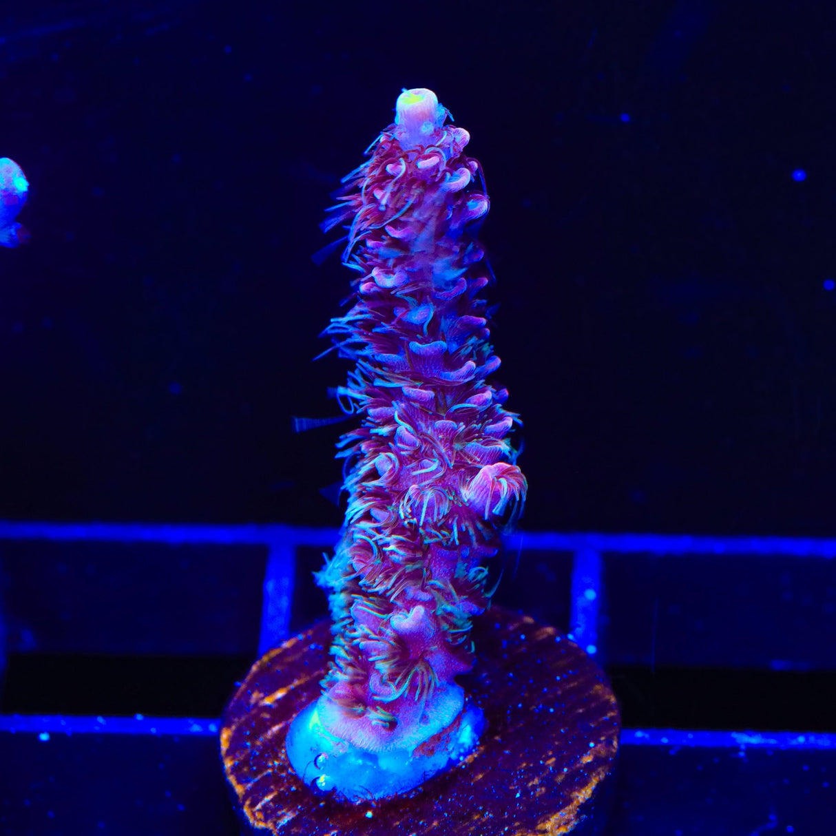 TSA Woolly Mammoth Acropora Coral