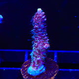 TSA Woolly Mammoth Acropora Coral