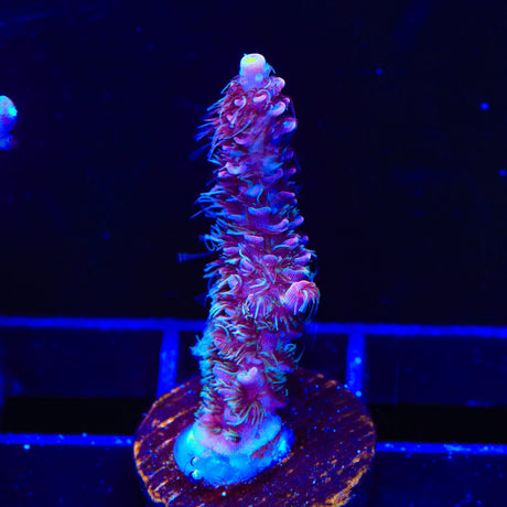 TSA Woolly Mammoth Acropora Coral
