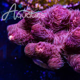 TSA Woolly Mammoth Acropora Coral