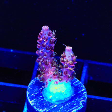 TSA Woolly Mammoth Acropora Coral