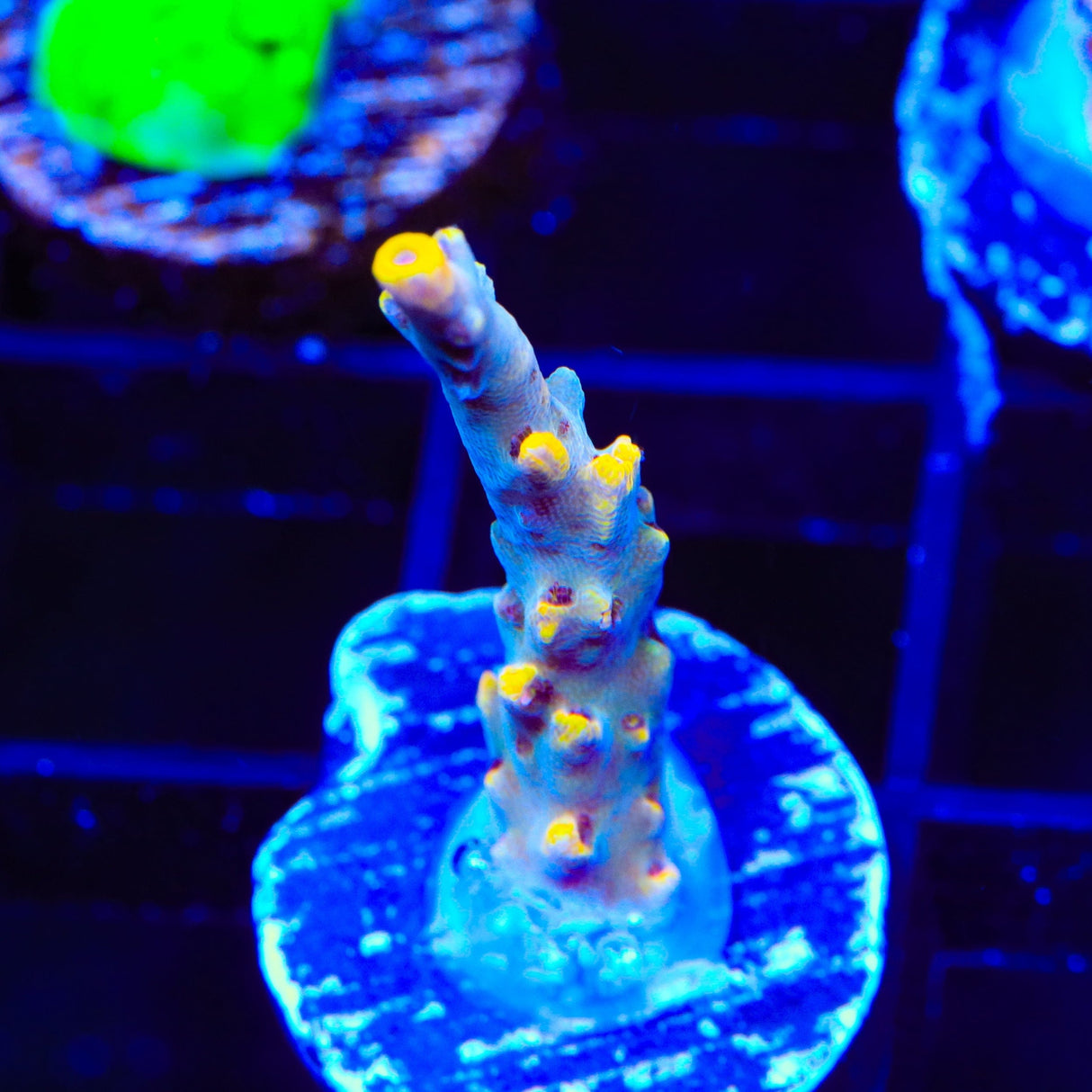 TSA Yellow Fever Acropora Coral