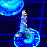 TSA Yellow Fever Acropora Coral