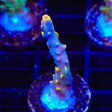 TSA Yellow Fever Acropora Coral