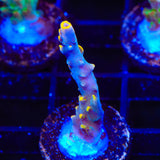 TSA Yellow Fever Acropora Coral