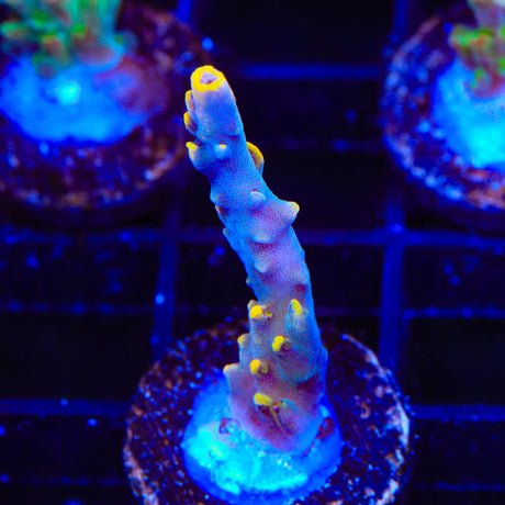 TSA Yellow Fever Acropora Coral