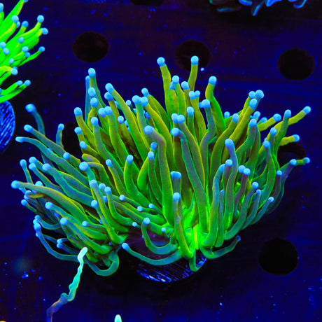 TSA Yellow Fever Torch Coral