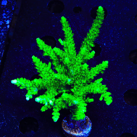 TSA Yoda Acropora Colony Coral