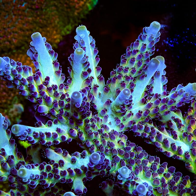 TSA Zombieland Acropora Coral