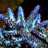 TSA Zombieland Acropora Coral