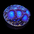 Tubbs Blues Zoanthids Coral