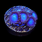 Tubbs Blues Zoanthids Coral