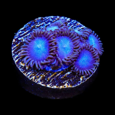 Tubbs Blues Zoanthids Coral