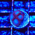 Tubbs Blues Zoanthids Coral