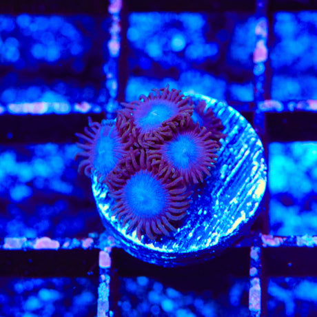 Tubbs Blues Zoanthids Coral