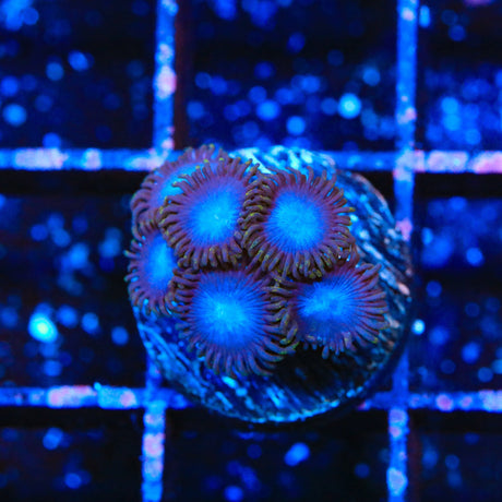 Tubbs Blues Zoanthids Coral