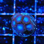 Tubbs Blues Zoanthids Coral
