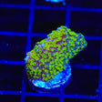 Tubbs Stelatta Montipora Coral